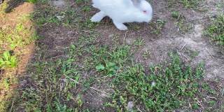 可爱的小白兔长着毛茸茸的尾巴在农场院子里跑来跑去。野兔。复活节兔子