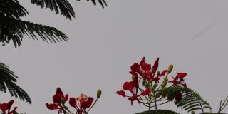 红色Gulmohar或火焰树花卉风景与自然天空的背景