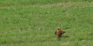 红狐在农场偷鸡和跑进森林。狐狸拖着死去的大鸡。野生红狐(Vulpes Vulpes)在林边的野外觅食。自然中的野生动物。野兽的猎物。