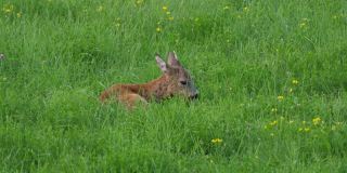 狍子、狍子、母鹿在草地上觅食和四处张望。野生动物狍与橙色毛皮放牧干草田夏季自然。大自然中的野生小鹿。草中可爱的小鹿。