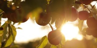 日落时分，果园里种植的有机红苹果