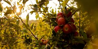 成熟的有机红苹果没有喷洒农药的视频剪辑