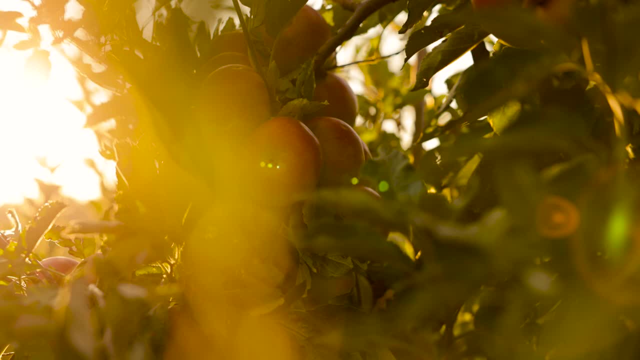 日落时分，苹果树枝上的有机红苹果