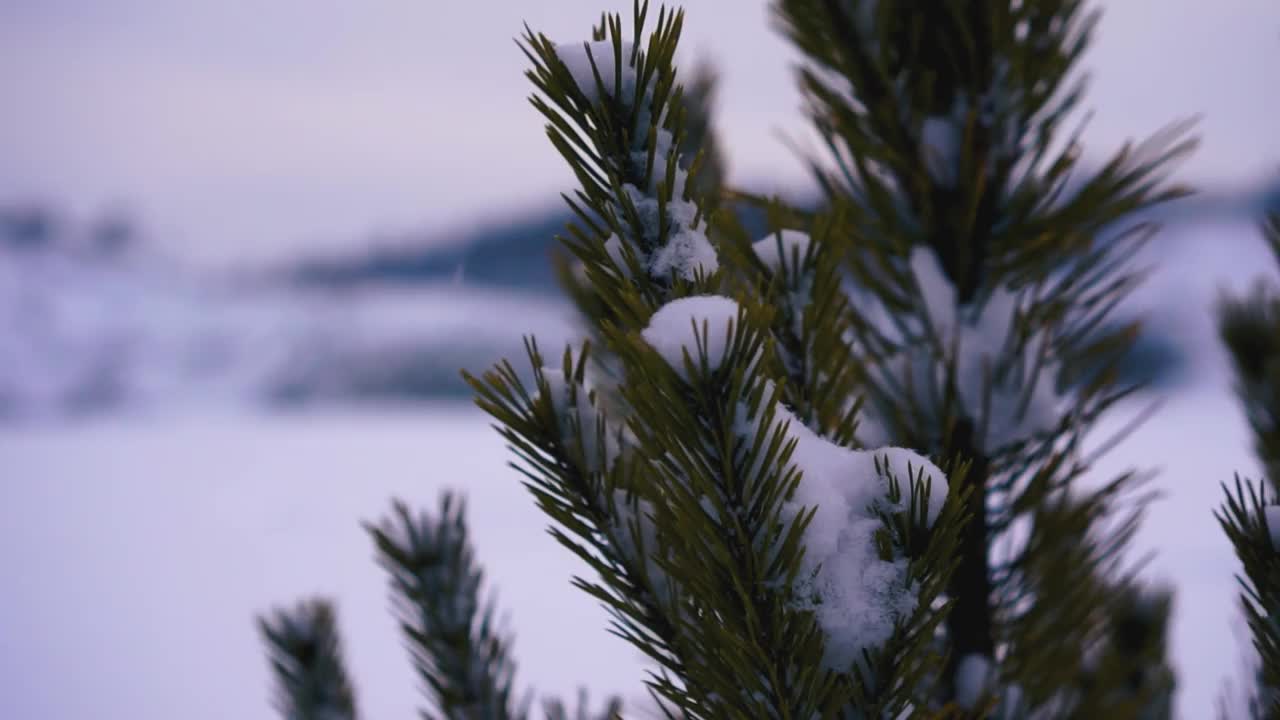 以白雪覆盖的原野为背景的绿色松树或云杉树枝。镜头。冬天的背景，常绿的针叶树，狂风和暴风雪