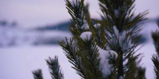 以白雪覆盖的原野为背景的绿色松树或云杉树枝。镜头。冬天的背景，常绿的针叶树，狂风和暴风雪
