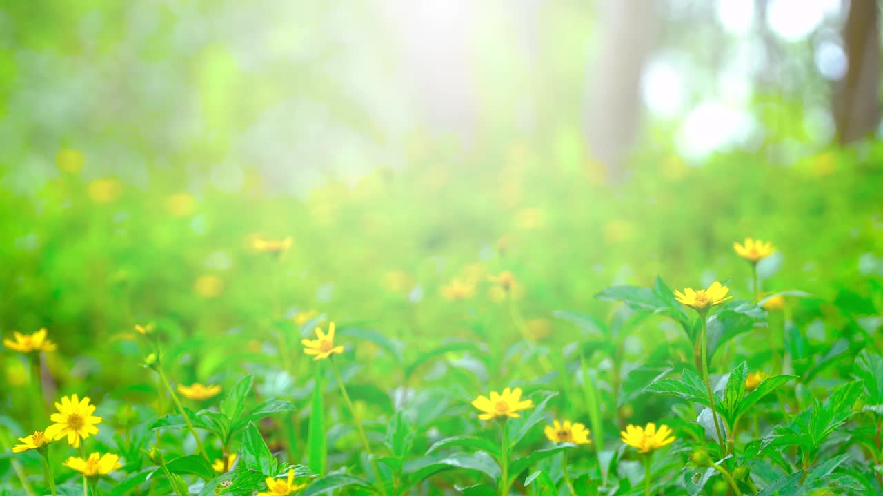 美丽的花园和鲜花在清晨的阳光下