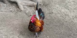长着毛茸茸爪子和彩色羽毛的矮脚公鸡好奇地看着镜头。有机农场里漂亮的肥鸡。