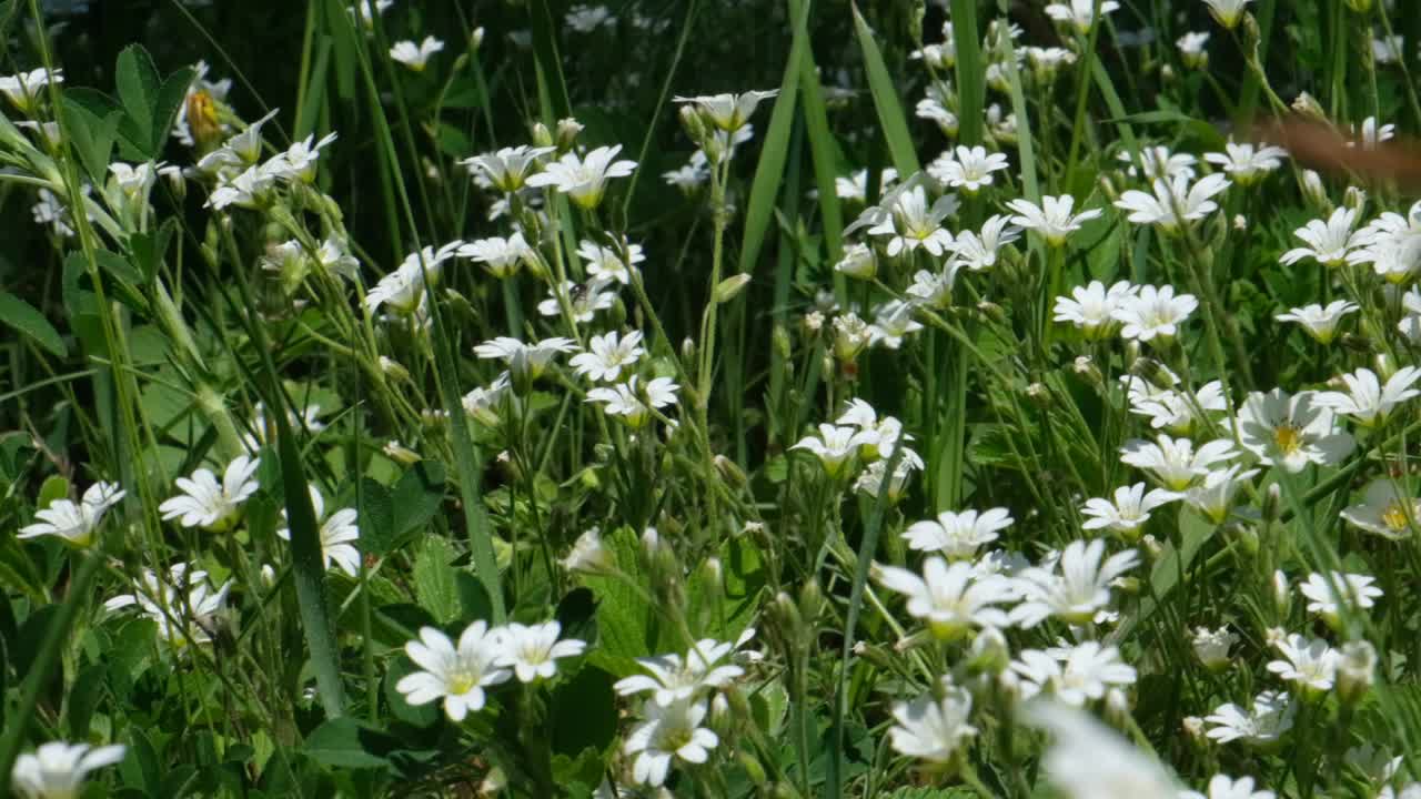 星号是石竹科开花植物的一个属。西伯利亚的本性。