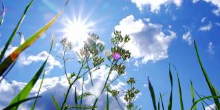 绿色的植物和草在蓝天白云和明亮的太阳的映衬下。