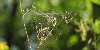 一张蜘蛛网在夏季森林的特写，森林背景