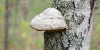 药用蘑菇长在树皮上。树蘑菇在树上。特写镜头