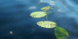 睡莲漂浮在湖面上，荡漾着湖面。5、环保理念，污染自然