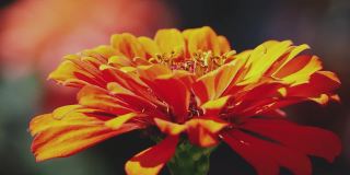 橙花的特写镜头。一朵美丽的装饰性花在风中摇曳。一种生长在花园里花坛上的犬科植物的鲜橙色花蕾