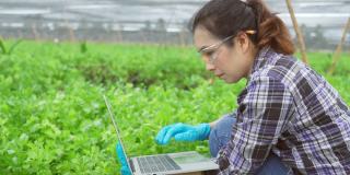 亚洲年轻女性园丁在有机沙拉农场使用笔记本电脑。