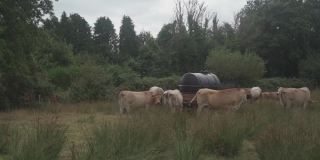 豪华轿车的奶牛。法国草原上的牛。法国La Maraishine牛的棕色奶牛在法国北部布列塔尼地区放牧。自由放养，有机养牛和农业