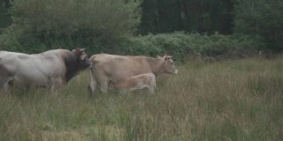 在法国布列塔尼，成年棕色利木赞奶牛与一群年轻的虾虎鱼和牧场。法国北部布列塔尼地区的农业、乳品和畜牧业。布雷顿红毛奶牛在牧场