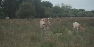豪华轿车的奶牛。法国草原上的牛。法国La Maraishine牛的棕色奶牛在法国北部布列塔尼地区放牧。自由放养，有机养牛和农业