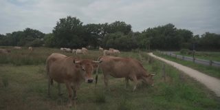 法国布列塔尼的利木赞奶牛。在法国北部布列塔尼地区，一群棕色的奥布拉克牛在草地上吃草。棕色奶牛的法国风景画。布雷顿奶牛在牧场上吃草