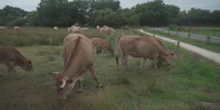 在法国布列塔尼，成年棕色利木赞奶牛与一群年轻的虾虎鱼和牧场。法国北部布列塔尼地区的农业、乳品和畜牧业。布雷顿红毛奶牛在牧场