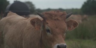 法国布列塔尼的利木赞奶牛。在法国北部布列塔尼地区，一群棕色的奥布拉克牛在草地上吃草。棕色奶牛的法国风景画。布雷顿奶牛在牧场上吃草