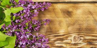 新鲜芬芳的紫丁香树枝躺在烧焦的木质背景上