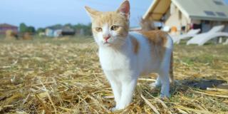 豪华野营场地上的小红猫。