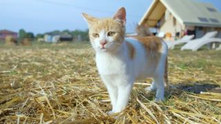 豪华野营场地上的小红猫。视频素材模板下载