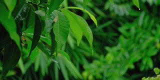 潮湿的绿叶上有雨滴和露珠在雨中飘动。