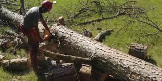 专业的电锯操作工用慢动作切割松树