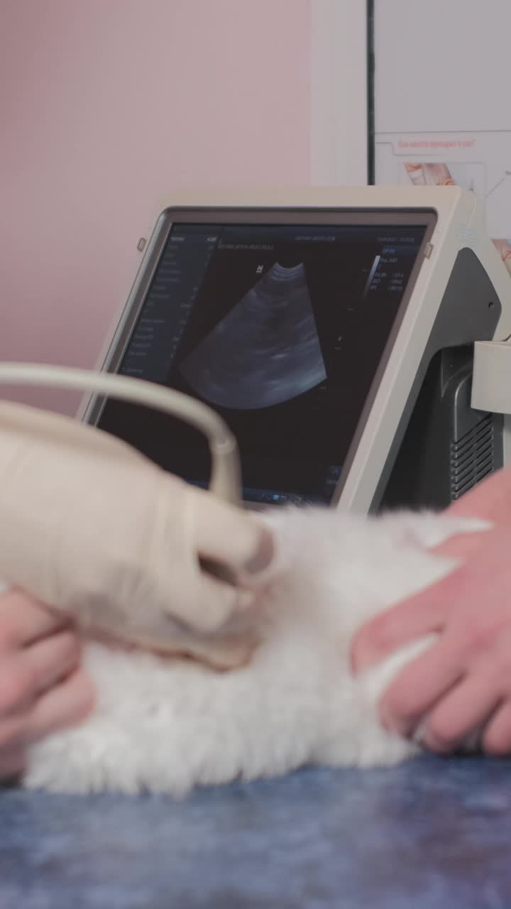 女兽医用超声波检查猫
