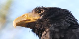野生动物捕食物种猎鹰鸟坐在树上，看着相机