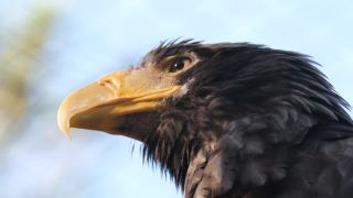 野生动物捕食物种猎鹰鸟坐在树上，看着相机视频素材模板下载