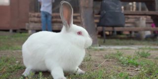 可爱的毛茸茸的兔子在农场吃草。兔子吃。复活节兔子