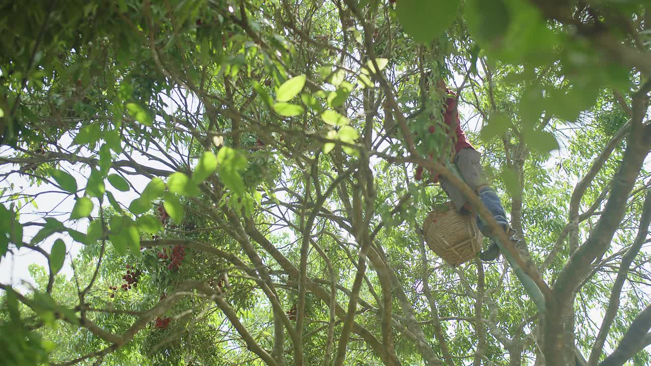 低角度看亚洲农民工人男子工作收获新鲜的热带水果成熟的红色荔枝挂在树上与篮子在泰国种植园花园