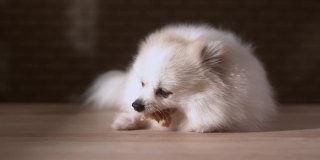 浅白色皮毛博美犬躺在家里的木地板上，咀嚼着快乐美味的牛肉点心