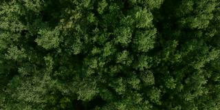 飞过一片翠绿的松林景观
