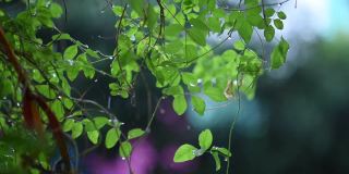 一个下雨的早晨，雨水垂落在绿色的叶子上，这是一个非常愉快和美丽的新鲜的景象