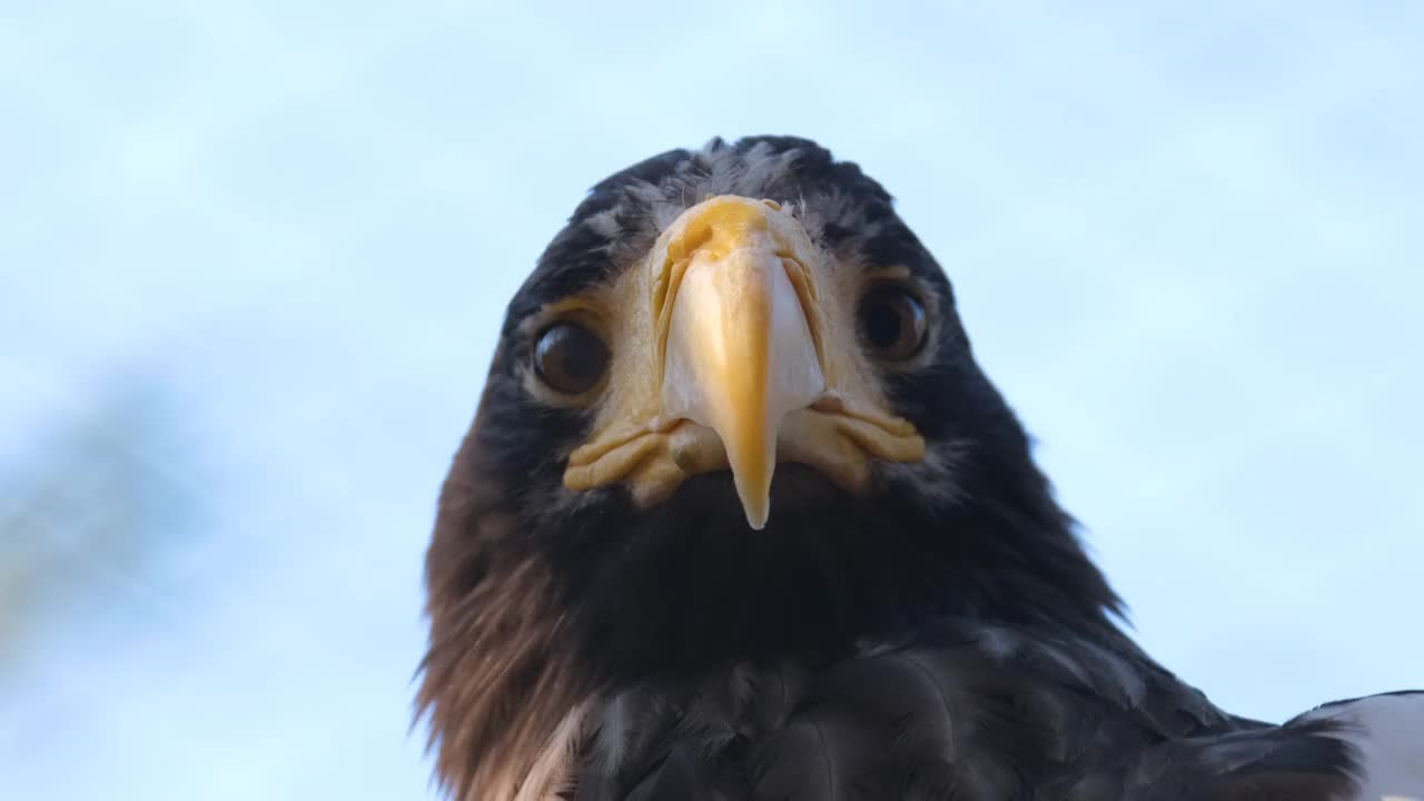 秃鹰猎人鸟的特写照片。捕食者看着摄像机。