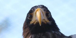 秃鹰猎人鸟的特写照片。捕食者看着摄像机。