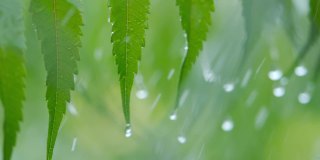 慢动作雨滴滴从绿叶蕨在下雨。特写水滴绿色叶子前景。微雨落在绿色植物叶子上。平静放松冥想和平的背景。