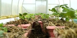 早春时，在温室里给小草莓种植园浇水。测量生命和照顾植物。有机增长。特写镜头。