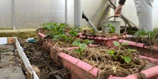 早春时，在温室里给小草莓种植园浇水。测量生命和照顾植物。降低速度有机农场