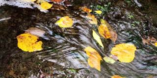 枯黄的树叶落在小溪里。秋天的大自然