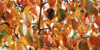 秋天树上五颜六色的黄红色的叶子在风中摇摆。美丽的大自然。放松