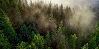 青山森林在晨曦的雾霭中摇曳。鸟瞰图的绿色松树和阳光突破。高质量4K拍摄