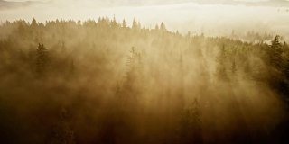 在晨雾中飞过树木。清晨温暖的阳光穿过树林。森林和群山中雾蒙蒙的早晨