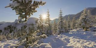 山上被雪覆盖的冬季云杉。镜头沿着树干移动，清晨的阳光穿过树枝。阳光灿烂的冬季景观