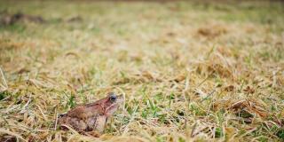 青蛙在春天的草地上跳来跳去，慢动作