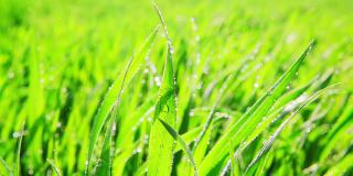 绿芽在夏雨中，慢动作
