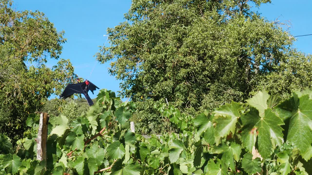 一只黑色小鸟形状的风筝在葡萄园上空飞翔